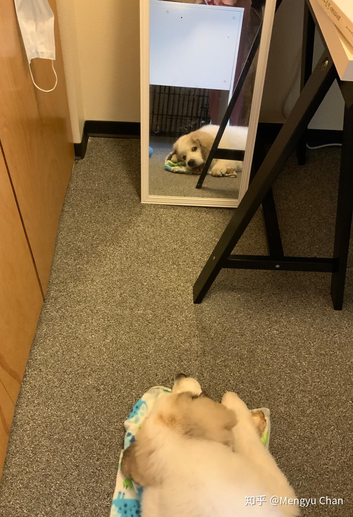 大白熊犬阿棉的日常