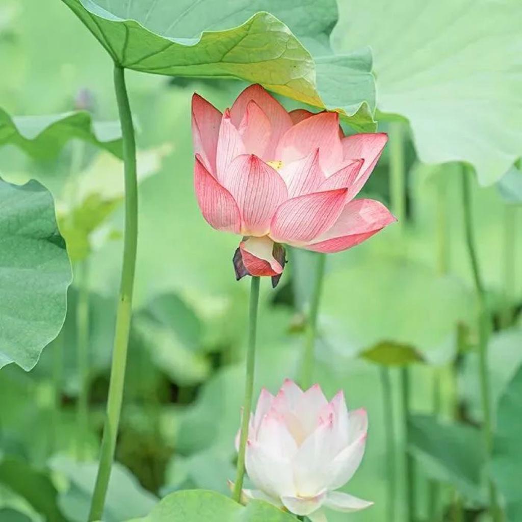 中年头像女 风景 花草图片