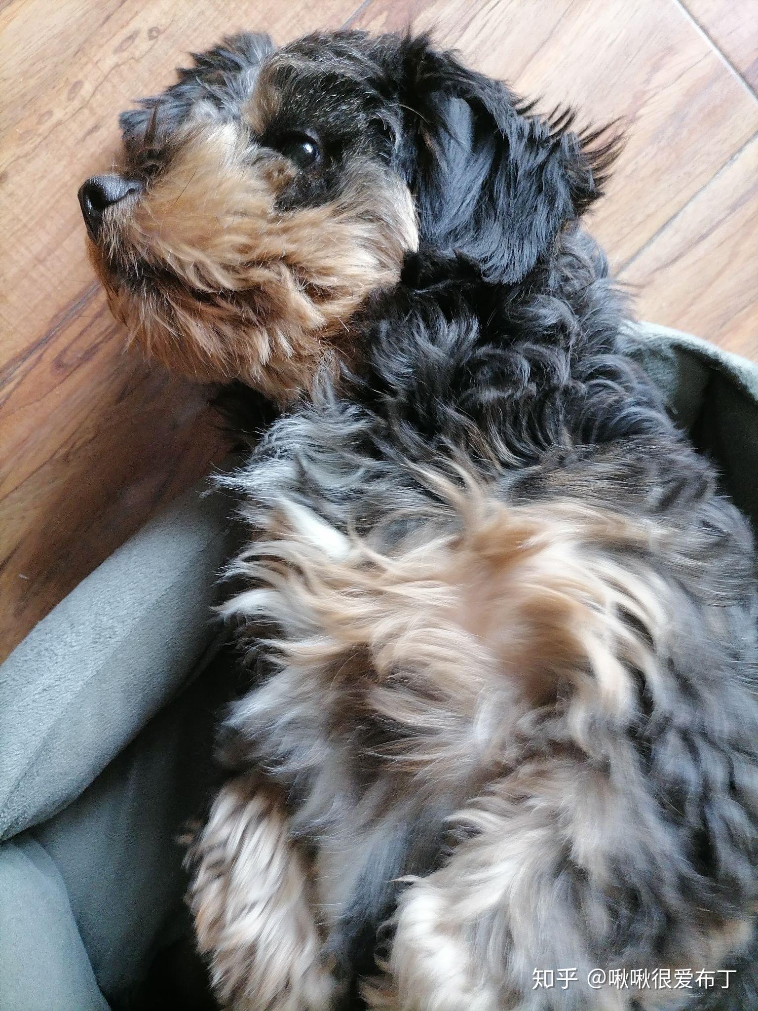 柯基跟泰迪串串会是什么样的? - 知乎