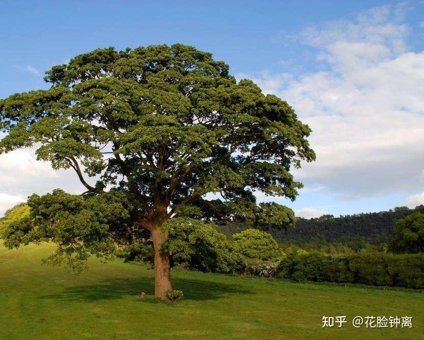 各个国家的国树是什么?知道多少说多少,求解?