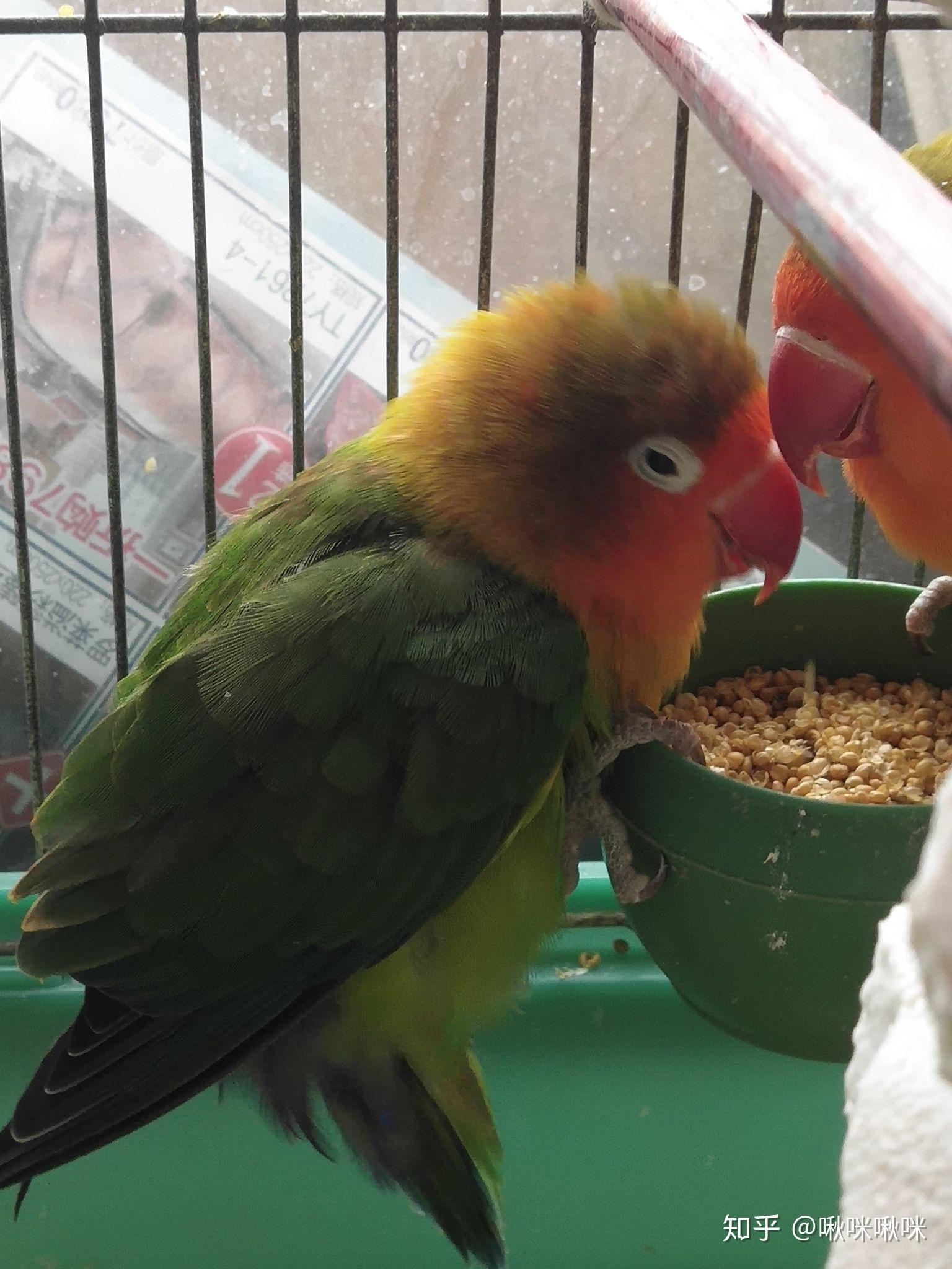 我的鹦鹉这几天突然炸毛