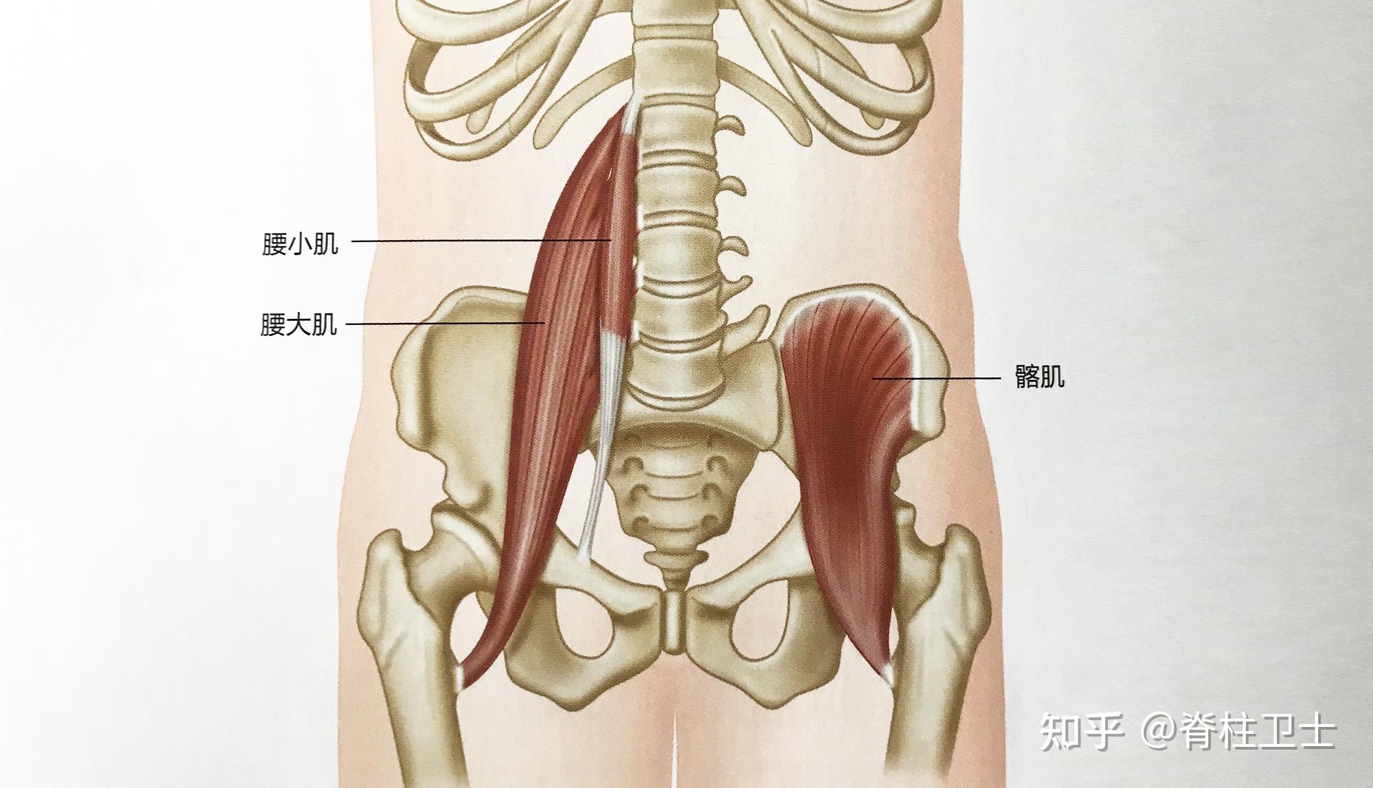 右侧腰肌劳损位置图图片