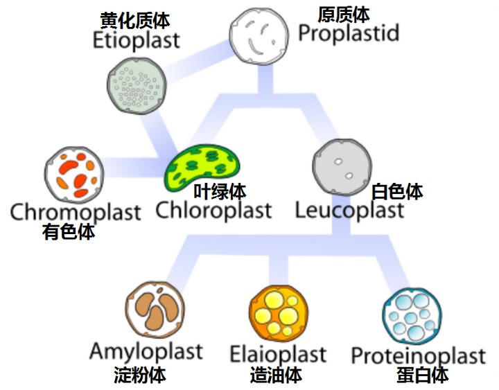质体的类型,增殖与起源