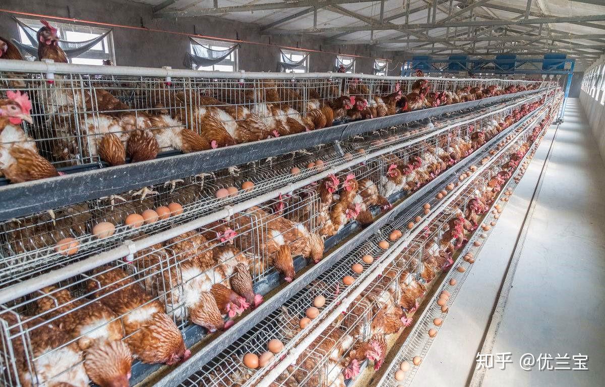 并容易激发大肠杆菌感染,增加死淘率,给种鸡养殖场带来巨大经济损失