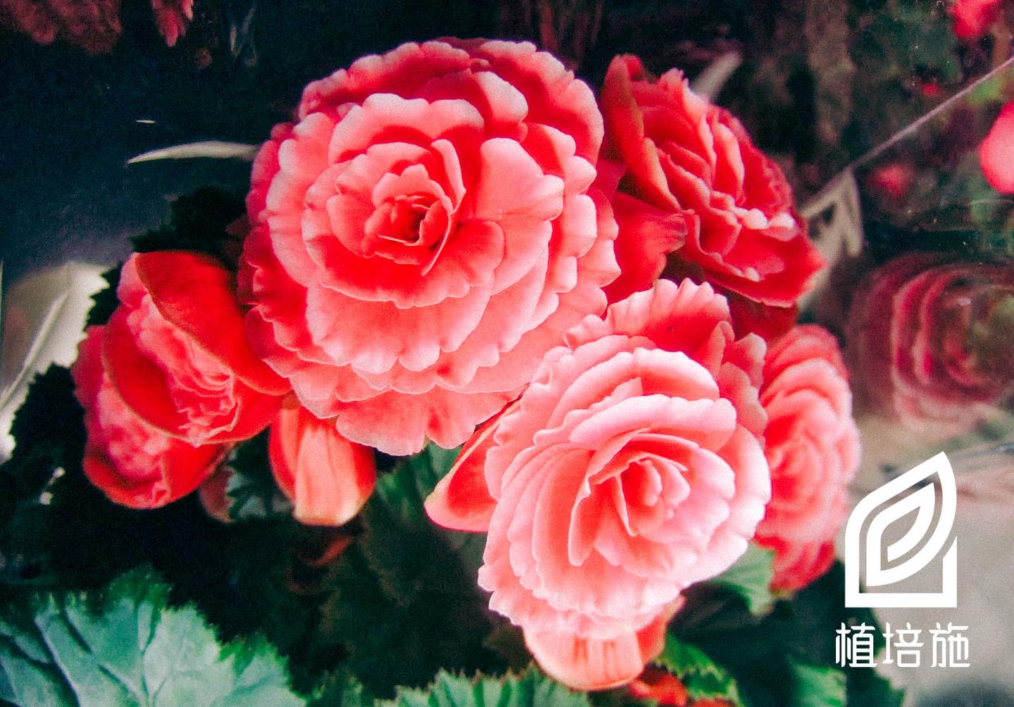 植培施 球根秋海棠begonia Tuberhybrida 球根 宿根栽培手册 知乎 植培施 球根秋海棠begonia Tuberhybrida 球根 宿根栽培手册 知乎