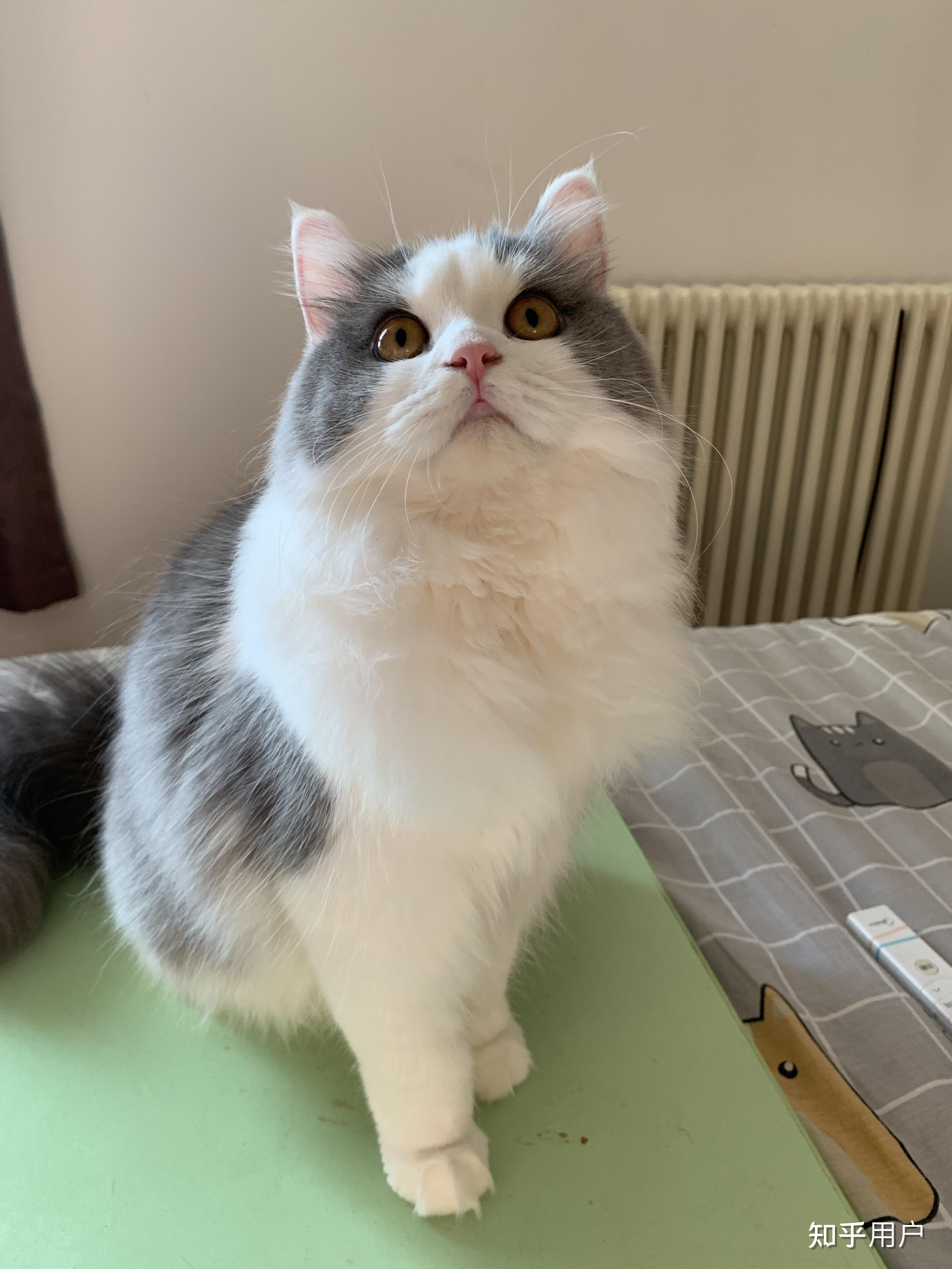请问这是长毛狸花猫吗还是狸花猫和布偶的串串啊