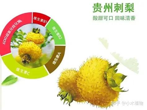 贵州特色水果,水果界的维C天花板——刺梨 - 知乎