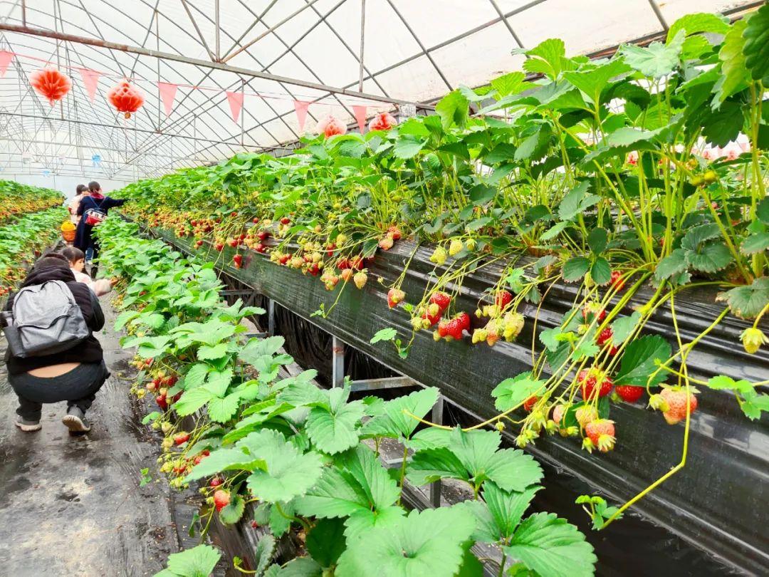 点击领取免费采摘福利还送两斤带走