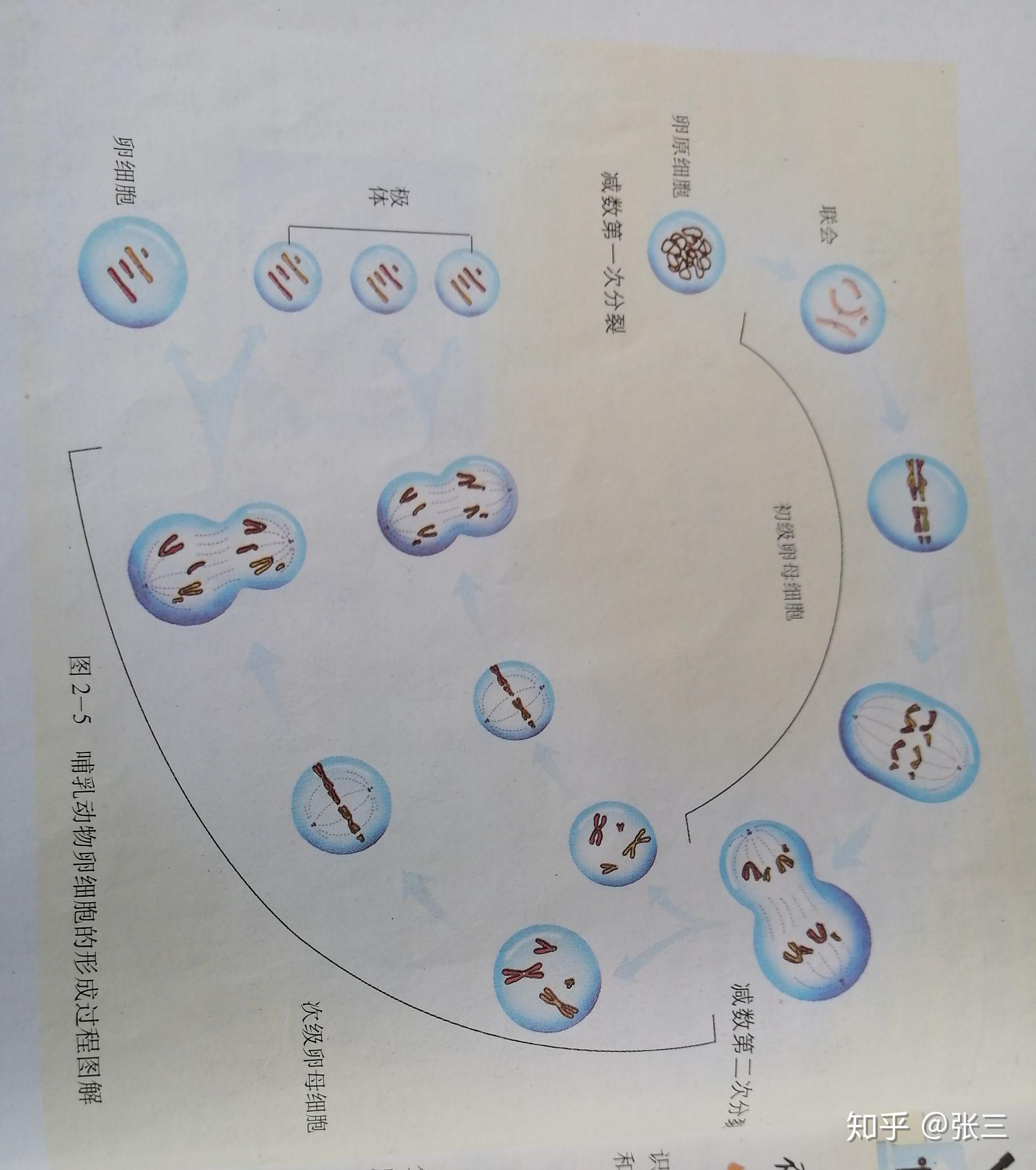 卵细胞形成过程减数分裂图