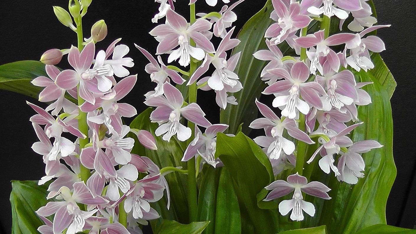 虾脊兰植物图鉴