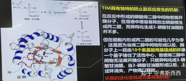生化——糖酵解整理 - 知乎