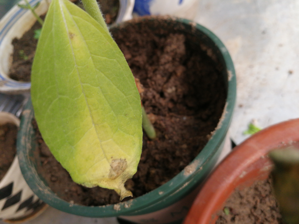 我养的向日葵 最近突然黄了 还开始萎缩 我很急 有专家或者有经验的朋友帮帮忙吗 知乎