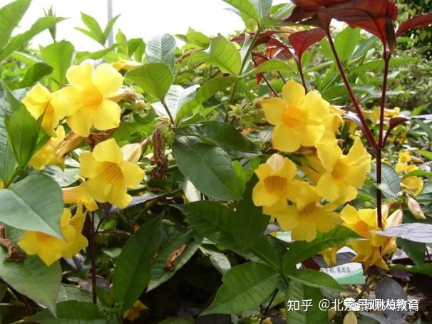 【景观人植物理论系列】华南地区常用常绿灌木 - 知乎