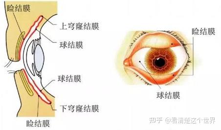 眼附属器眼眶眼睑结膜泪器