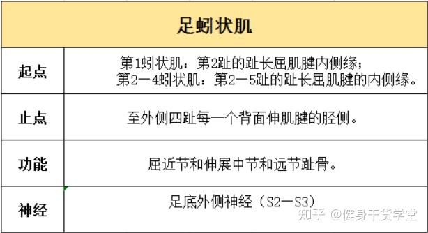 今天主要介绍一下足底肌的中间群,分别为趾短屈肌,足底方肌,足蚓状肌