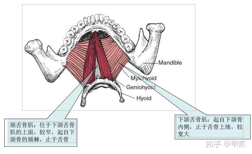 你了解颞下颌关节吗?(包括颞下颌关节紊乱MRI影像表现) - 知乎