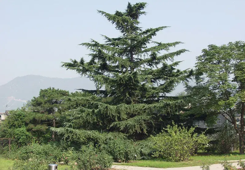 ⑥雪松中心植景观⑤树木群植景观④树木丛植景观③树木列植景观②小叶