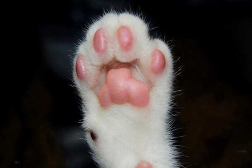猫咪脚肉垫判断性格猫咪脚肉垫类型代表不同性格