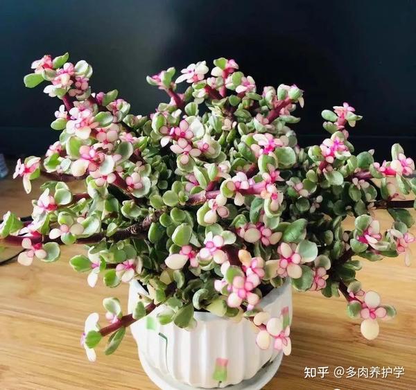 探索金枝玉叶