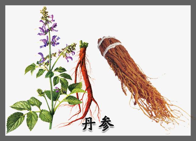 丹参的功效虽然多,但你知道它的食用禁忌和方法吗? - 知乎
