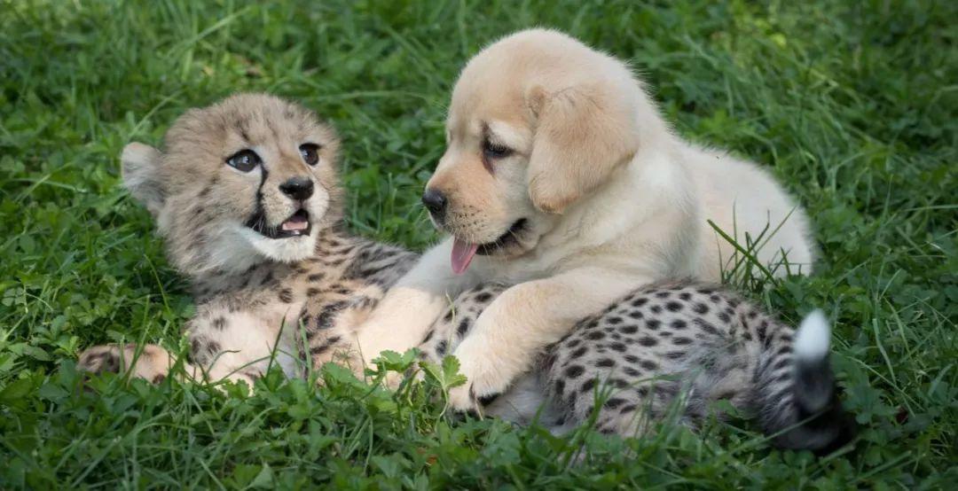 怎么看小狗能不能长大个 v2-e1de66adb61feb38da44c5856b105684_r.jpg