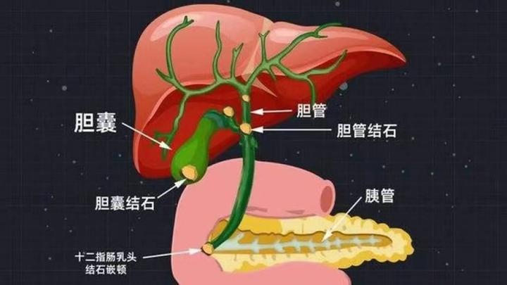 从西医角度看,胆囊的功能有哪些?它可不是一个没有用的袋子 - 知乎