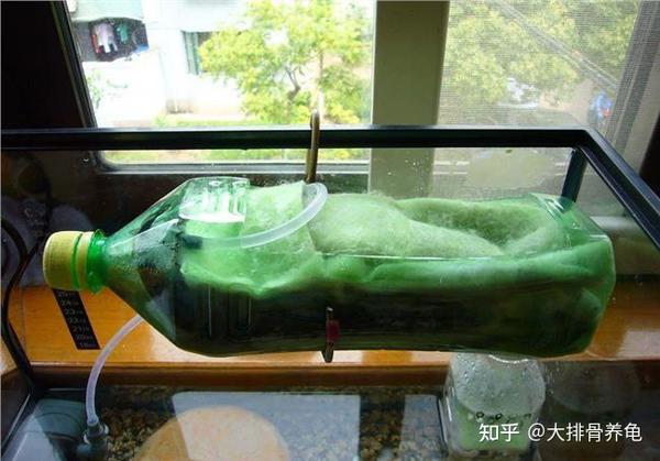 龟缸过滤细讲(文末福利低成本自制过滤)