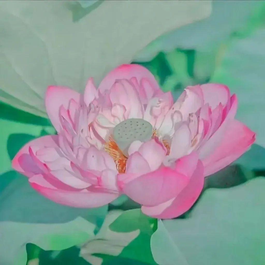 24头像妈见夸荷花莲花头像