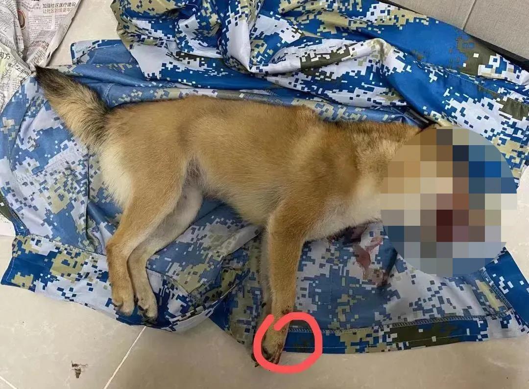 小柴犬被活活拔掉牙齿后 施虐者 我是一个很喜欢狗的人 知乎