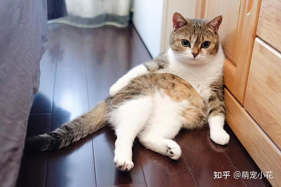 猫咪标准坐姿图片