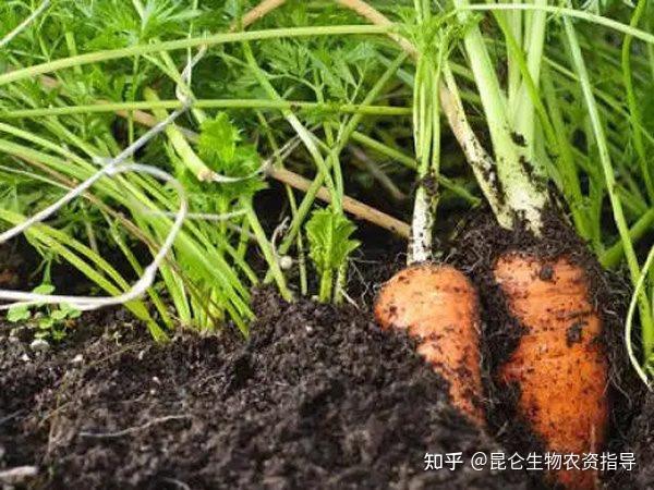 胡萝卜根结线虫如何防治?哪些症状能够判定胡萝卜有线虫病害 - 知乎