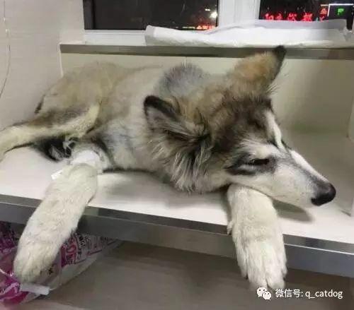 奄奄一息的狗狗花费一万二耗时七天终于挽回性命