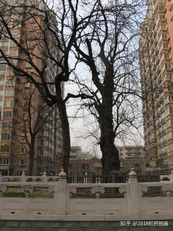 北京 花市十景 及传奇 知乎