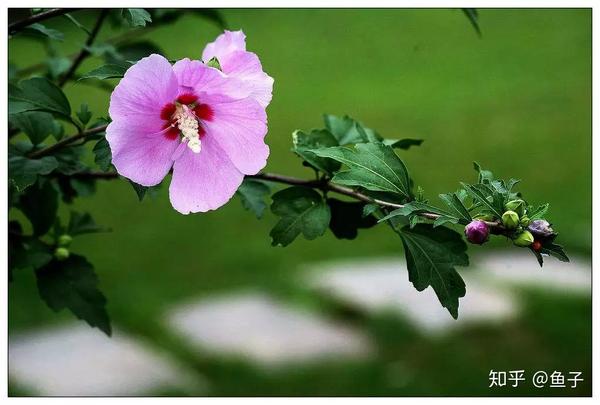 木槿花盆栽为何黄叶掉花蕾 知乎