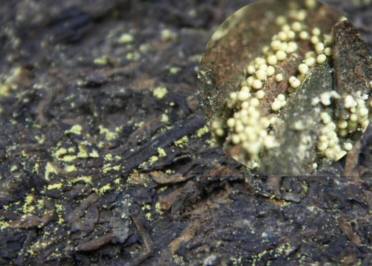 哪位大神知道这是金花还是黄曲霉菌