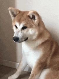 动图封面