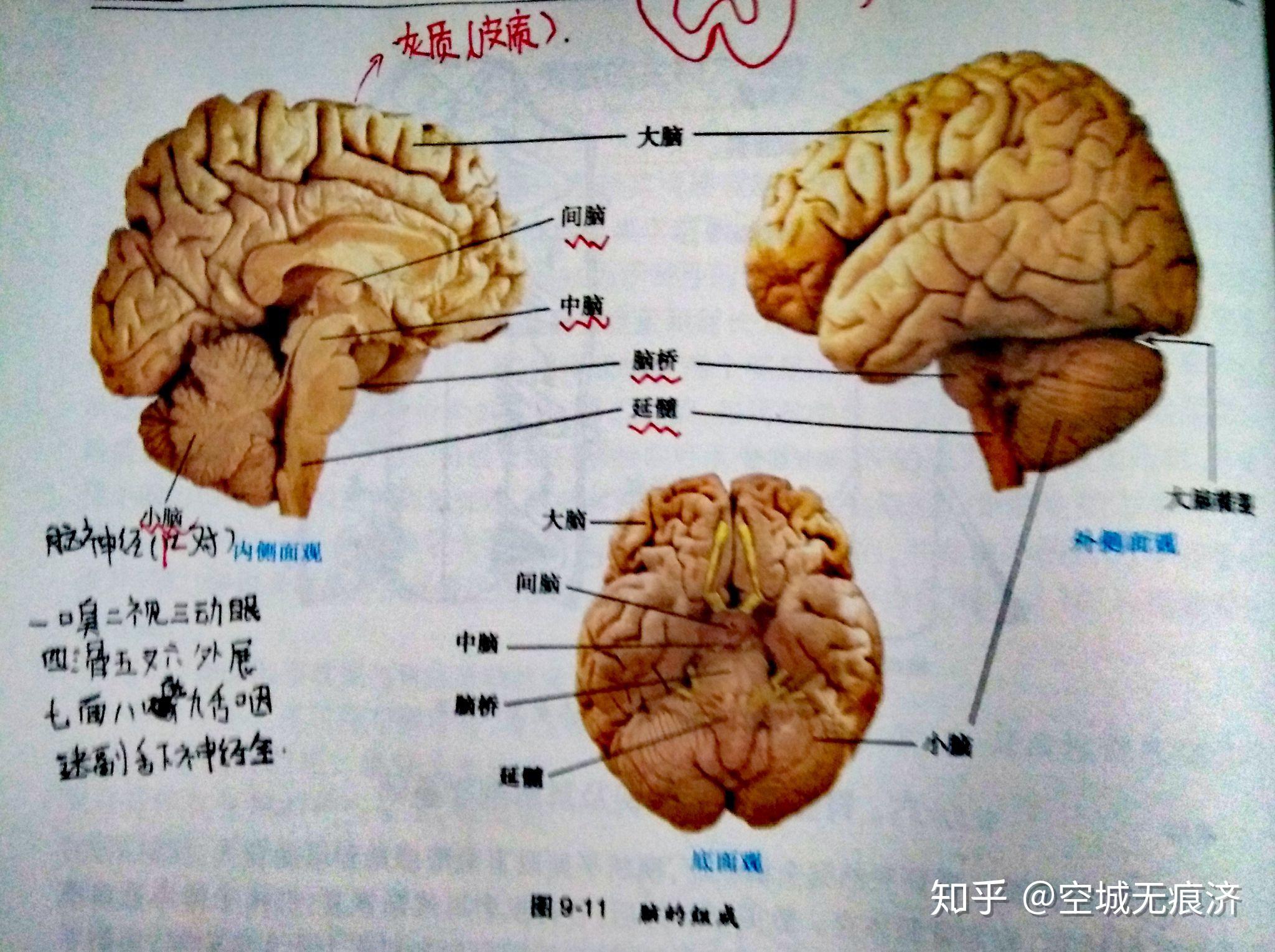 延髓薄束核图片