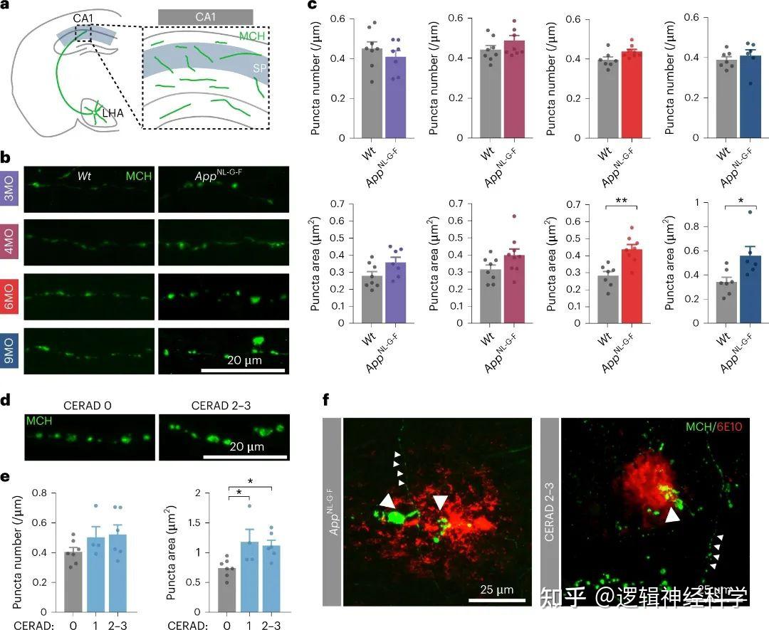 Nat Neurosci︱比利时鲁汶大学团队发现：MCH系统的改变将阿尔茨海默病小鼠模型中的异常神经元活动和睡眠障碍联系起来 - 知乎