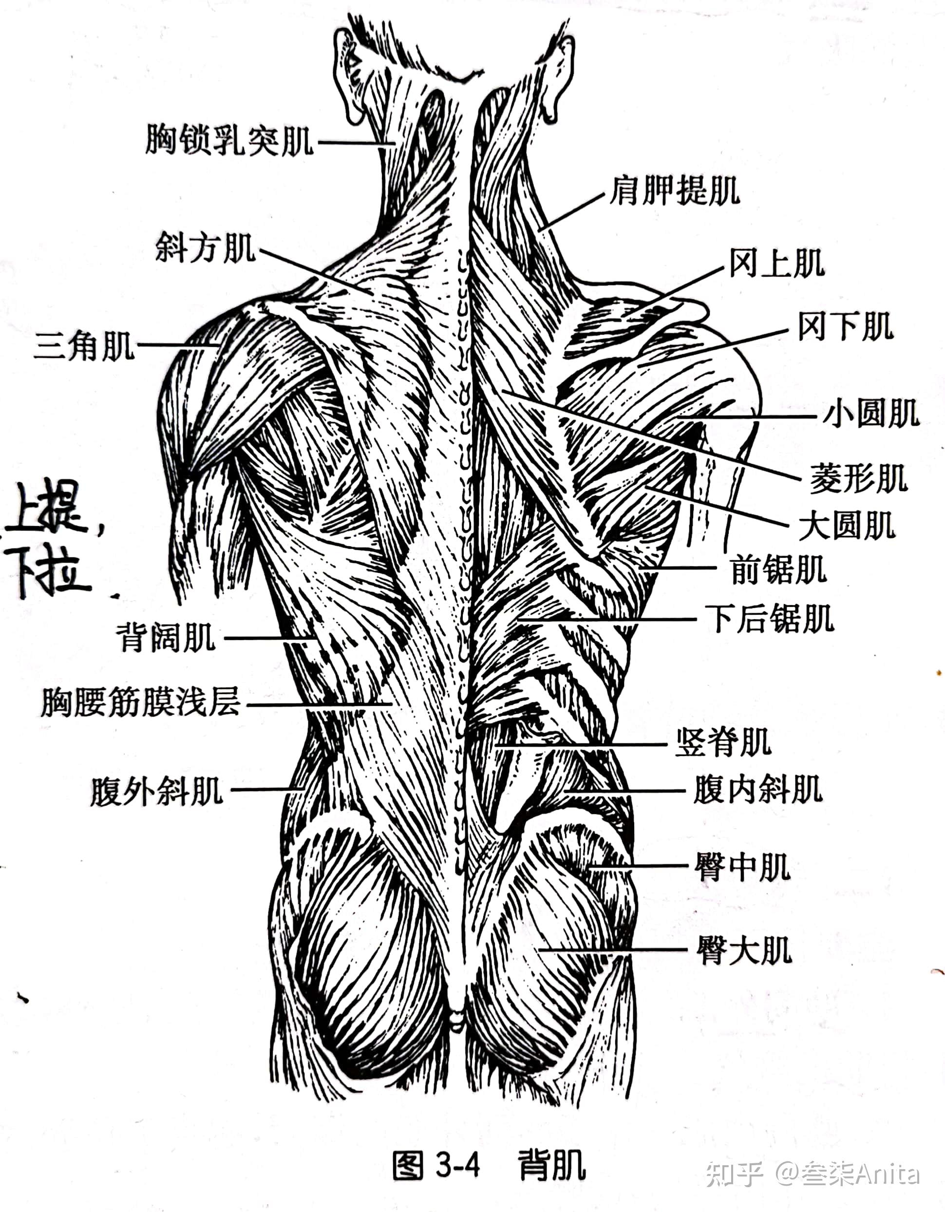 医学背部肌肉图解图片