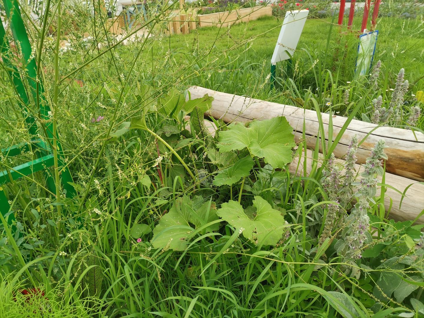 食野之苹 柒 秋田蕗 知乎