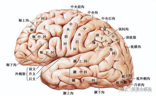 神经功能解剖 - 知乎