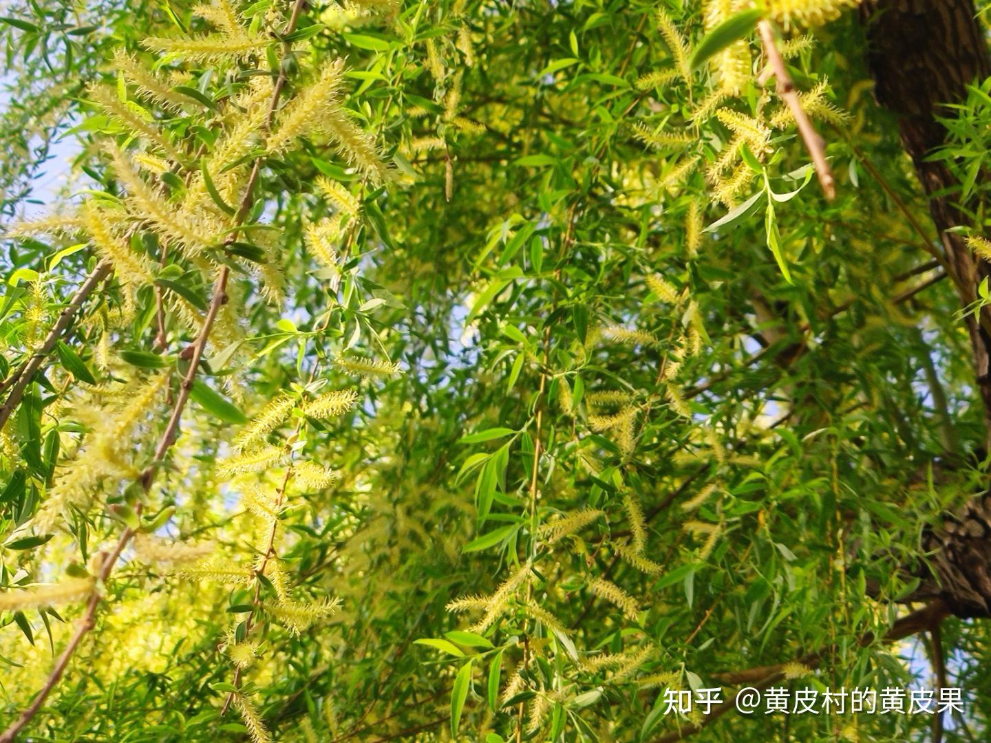 你们知道吗，原来万条垂下绿丝绦的垂柳是会开花的 - 知乎