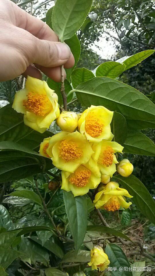 8种“贵族花”,实在太奢侈,动辄上千元,家里有矿才敢买(贵族服饰花纹)