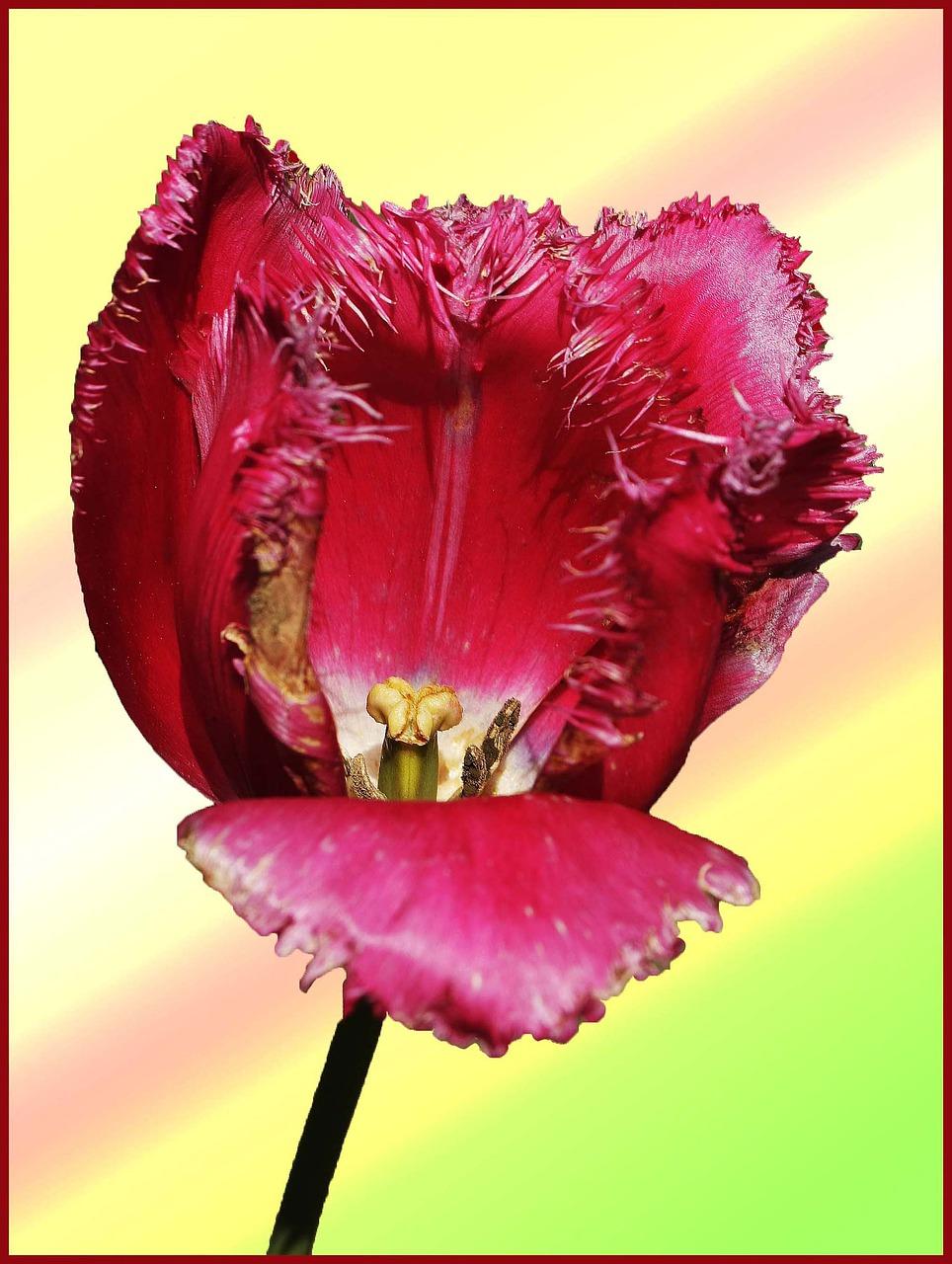 怎么样保养玫瑰花