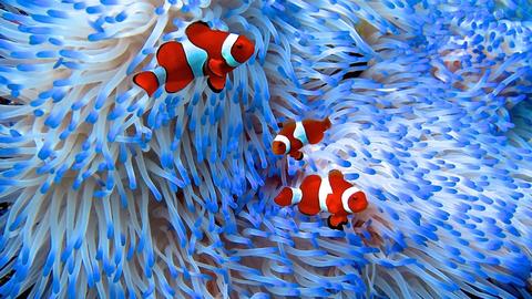 玫琳凯在2022年珊瑚大三角日大力宣传珊瑚礁保护