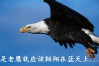 鹰的重生(百看不厌)