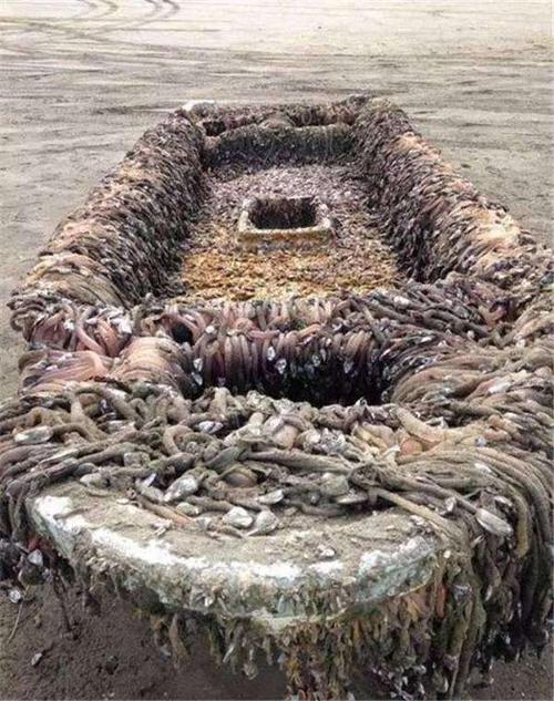 不起眼的藤壶竟是海中一霸连鲸鱼都拿他没办法