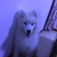 Zhihu profile picture for @polk