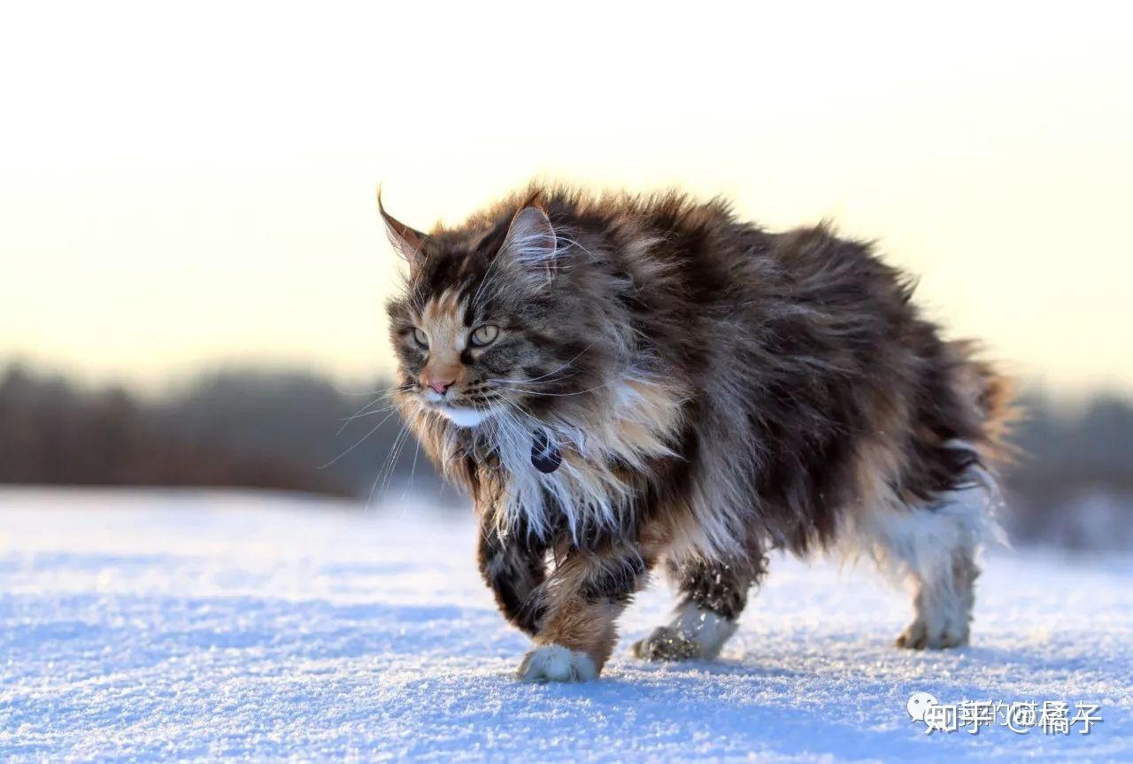 世界上体型最小的猫 - 知乎