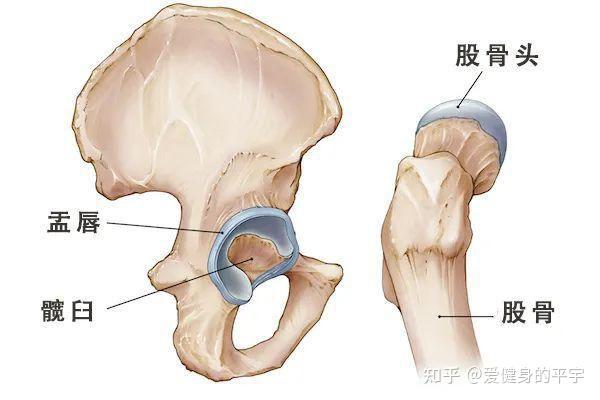 运动解剖学